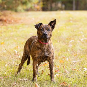 Pen 202 Calypso Pit Bull Terrier Dog