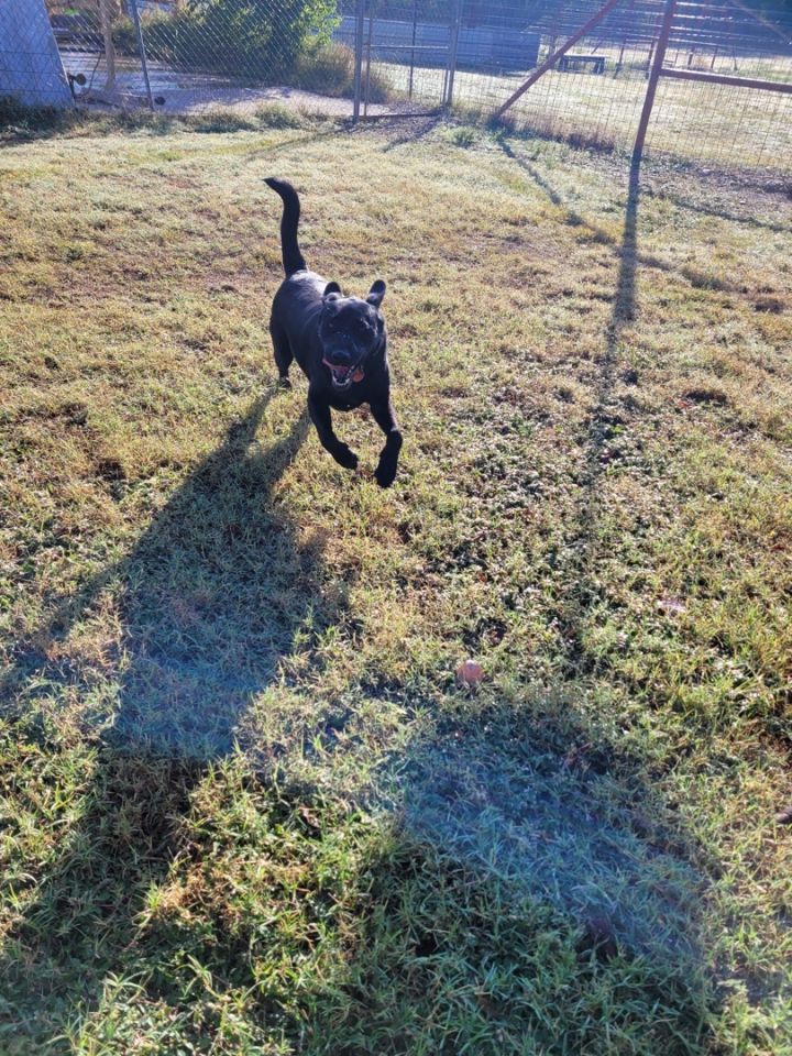 Duke, an adopted Black Labrador Retriever in Clifton, TX_image-2