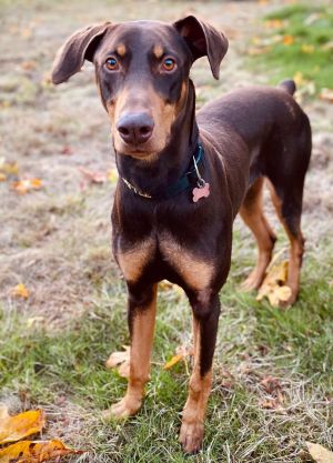Animal Profile Copper is an estimated 3-year-old 80 lb neutered male Doberman with natural ears an