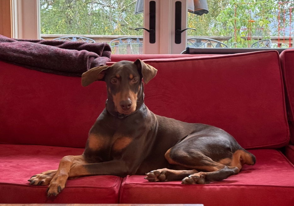 Copper, an adoptable Doberman Pinscher in Seattle, WA, 98165 | Photo Image 2