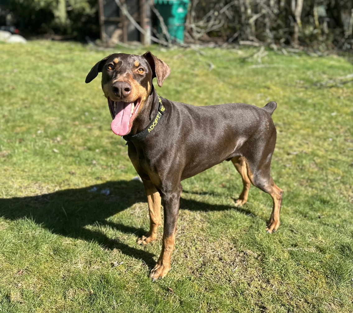 Copper, an adoptable Doberman Pinscher in Seattle, WA, 98165 | Photo Image 2