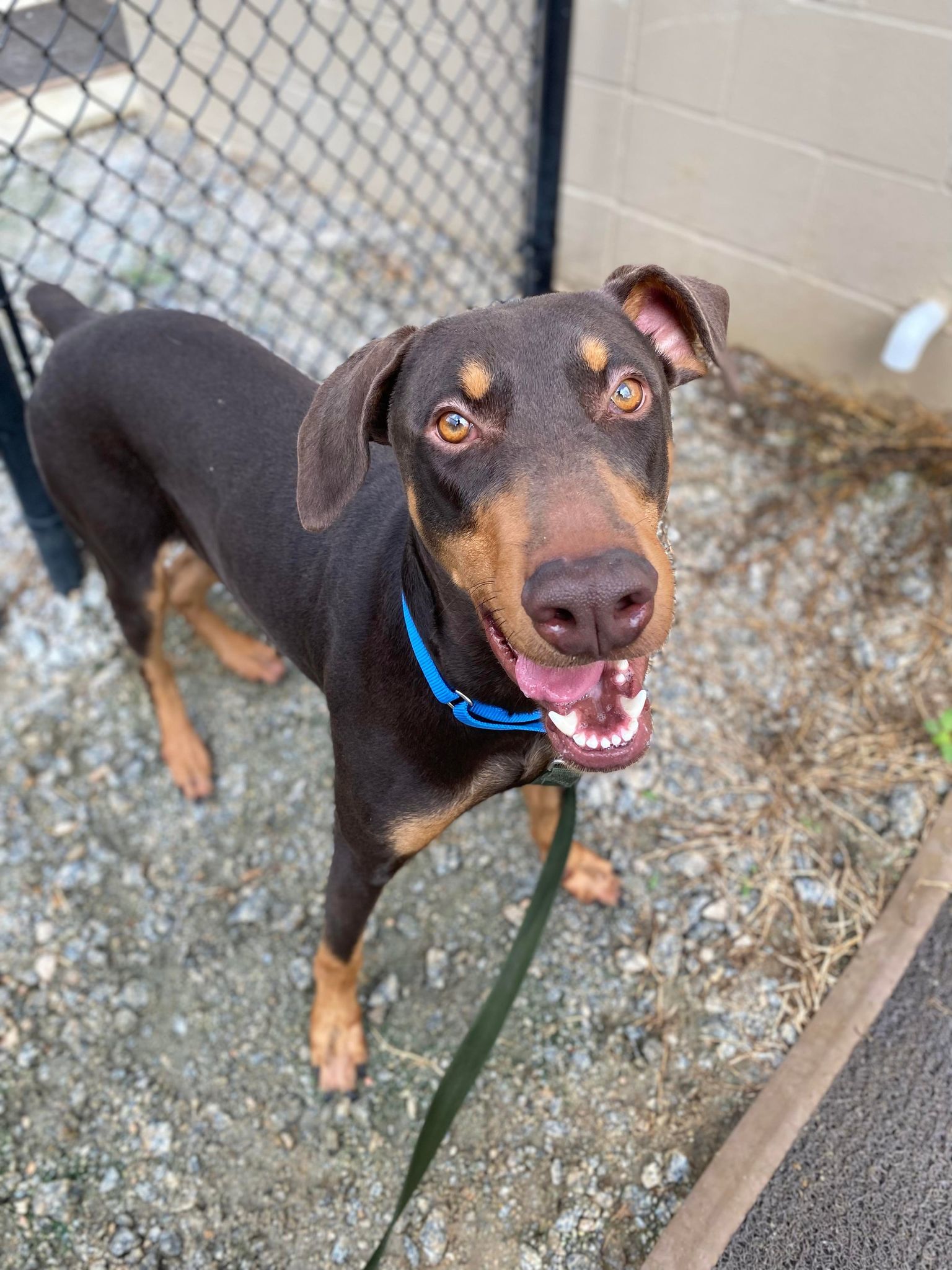 Copper, an adoptable Doberman Pinscher in Seattle, WA, 98165 | Photo Image 3