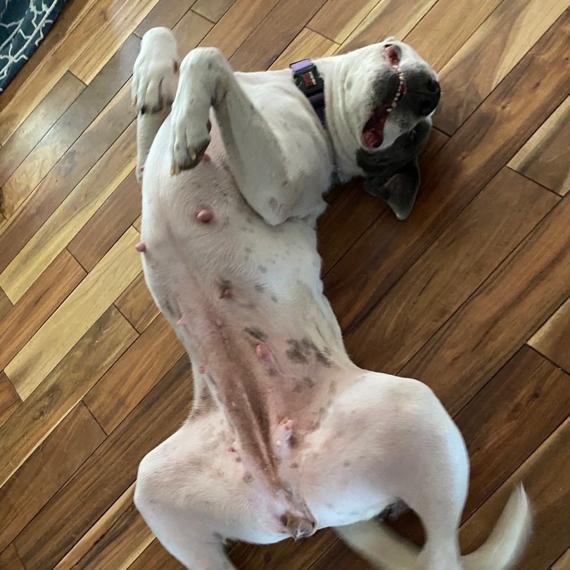 Piper