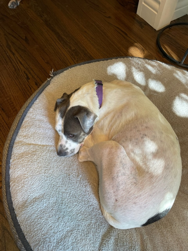 Piper