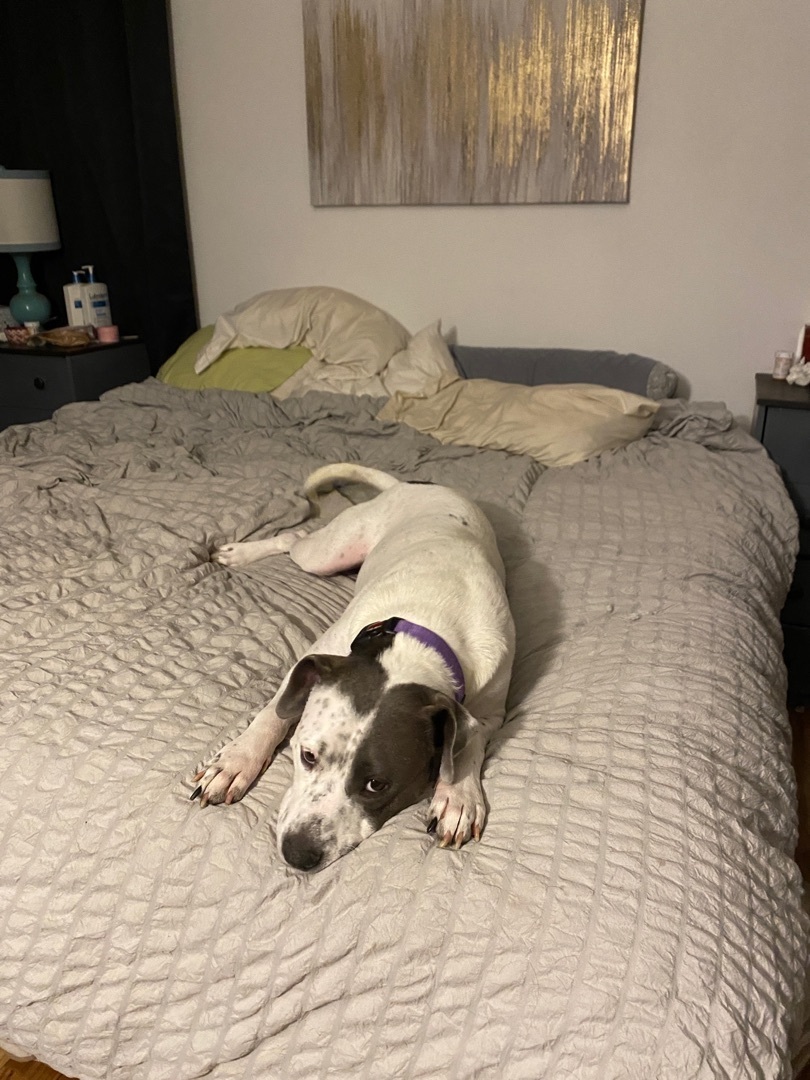 Piper