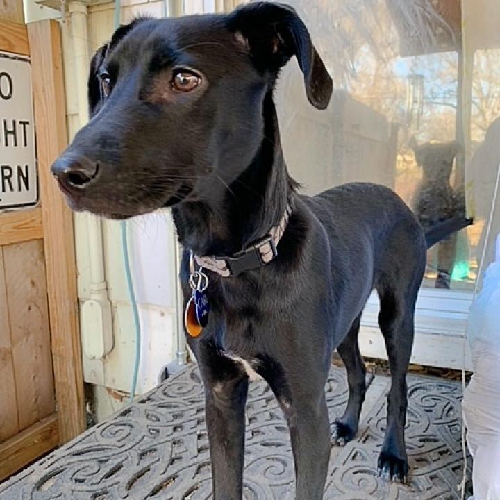 Carl, an adoptable Labrador Retriever Mix in Wichita, KS_image-3
