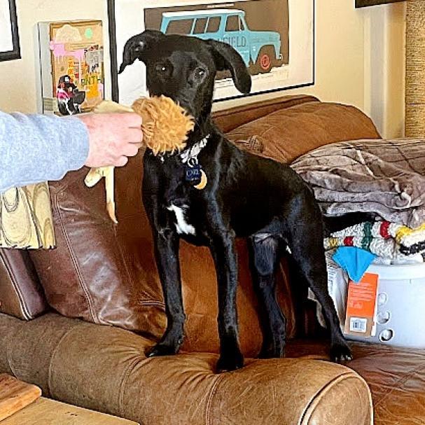 Carl, an adoptable Labrador Retriever Mix in Wichita, KS_image-4