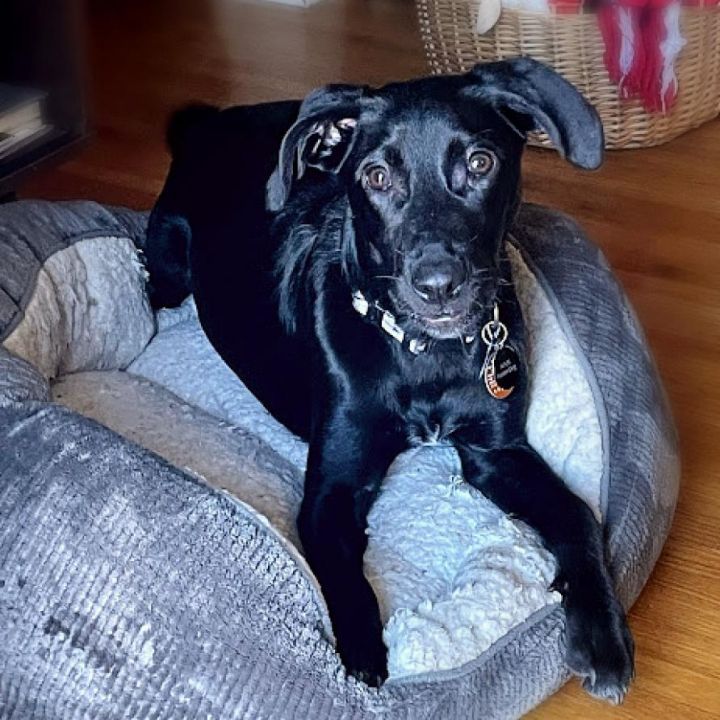 Carl, an adoptable Labrador Retriever Mix in Wichita, KS_image-5