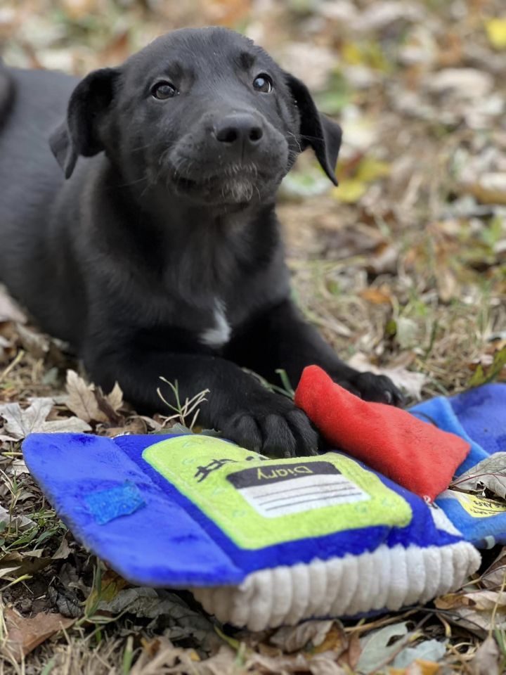Zion, an adoptable Labrador Retriever Mix in Springfield, MO_image-2