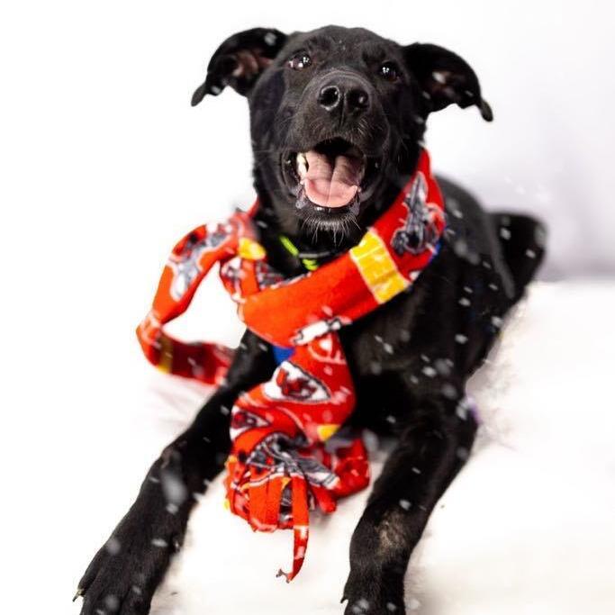 Zion, an adoptable Labrador Retriever Mix in Springfield, MO_image-3