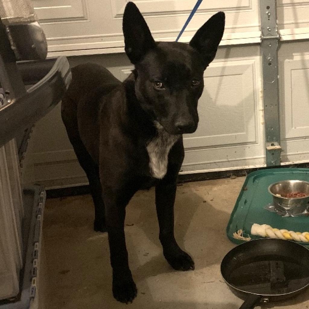 Jericho, an adoptable German Shepherd Dog in Peachtree City, GA, 30269 | Photo Image 3