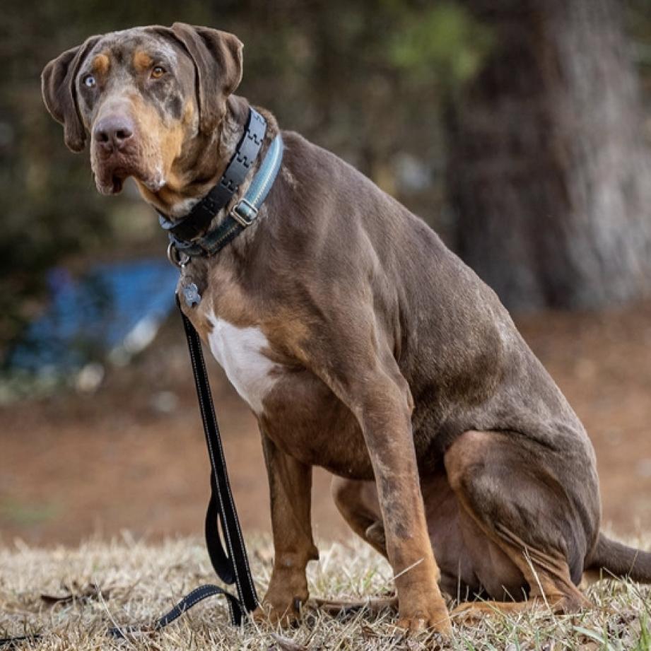 Levi, an adoptable Catahoula Leopard Dog in Peachtree City, GA, 30269 | Photo Image 1