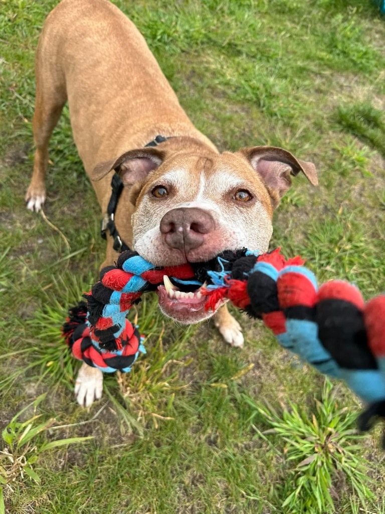 Scotty, an adoptable Pit Bull Terrier in Hyde Park, NY, 12538 | Photo Image 1