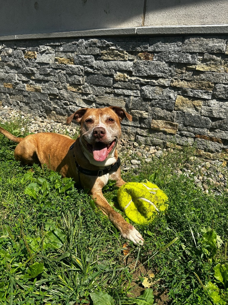 Scotty, an adoptable Pit Bull Terrier in Hyde Park, NY, 12538 | Photo Image 1