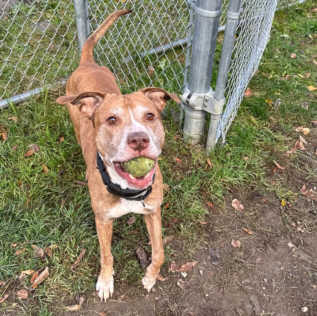 Scotty, an adoptable Pit Bull Terrier in Hyde Park, NY, 12538 | Photo Image 2