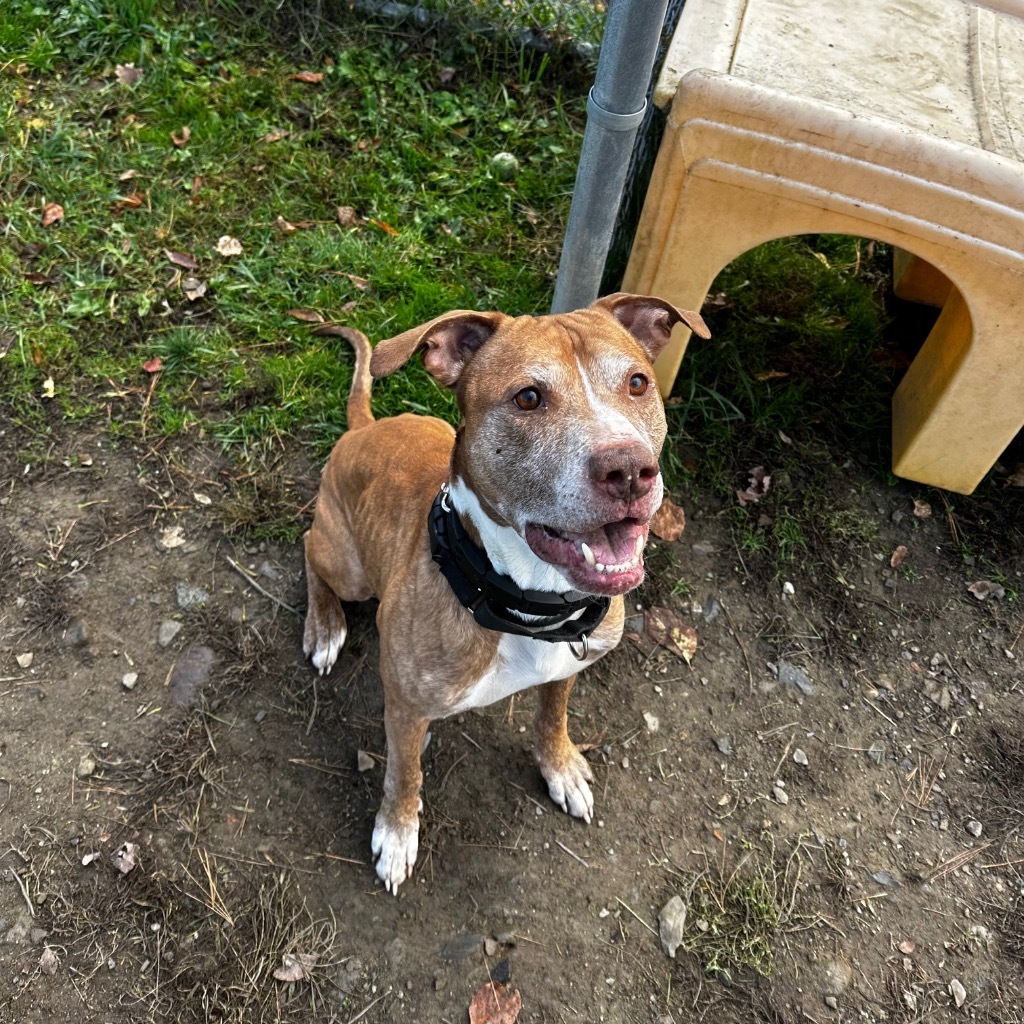 Scotty, an adoptable Pit Bull Terrier in Hyde Park, NY, 12538 | Photo Image 3