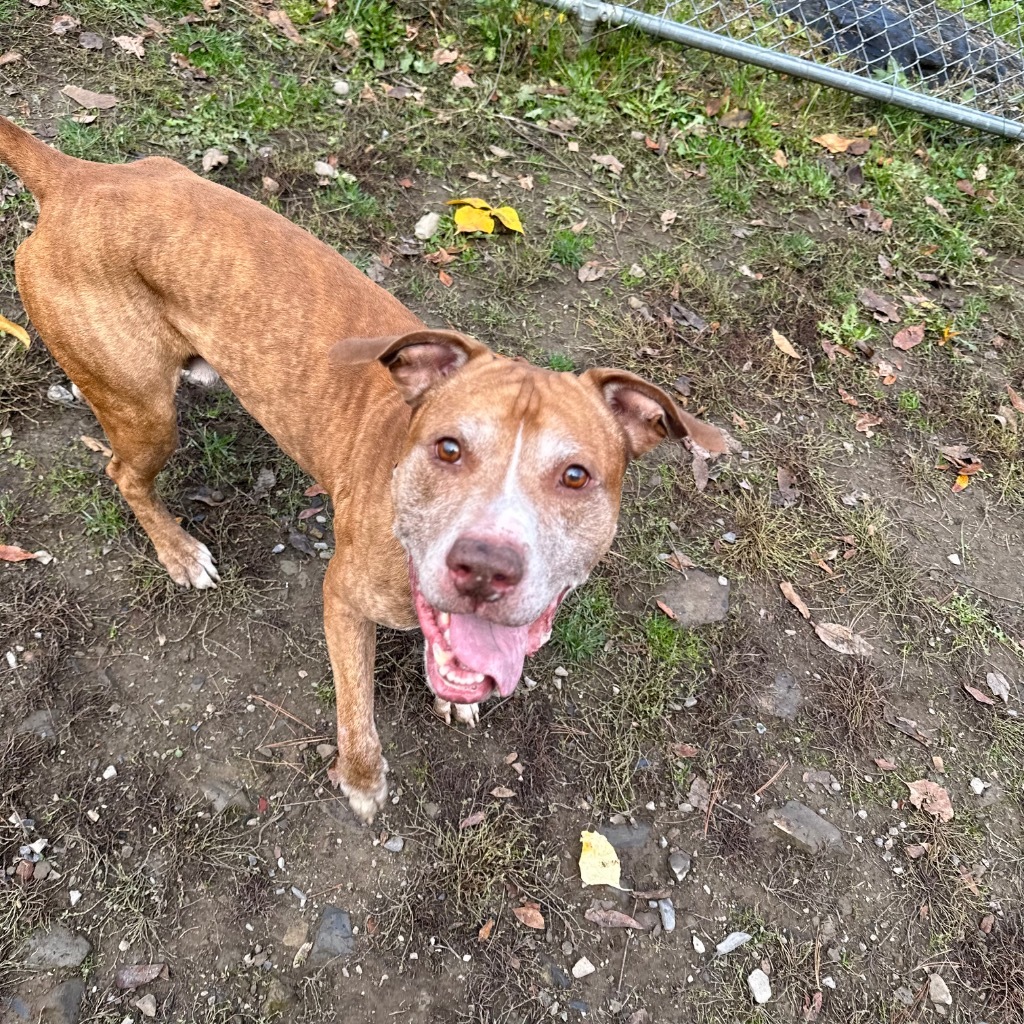 Scotty, an adoptable Pit Bull Terrier in Hyde Park, NY, 12538 | Photo Image 4