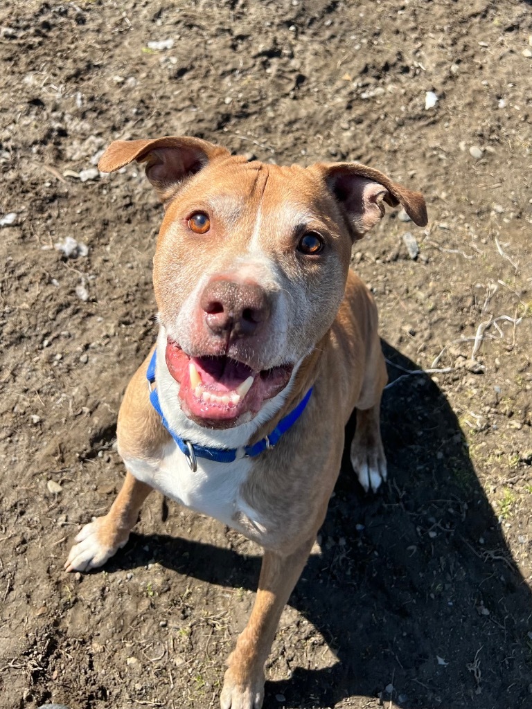 Scotty, an adoptable Pit Bull Terrier in Hyde Park, NY, 12538 | Photo Image 5