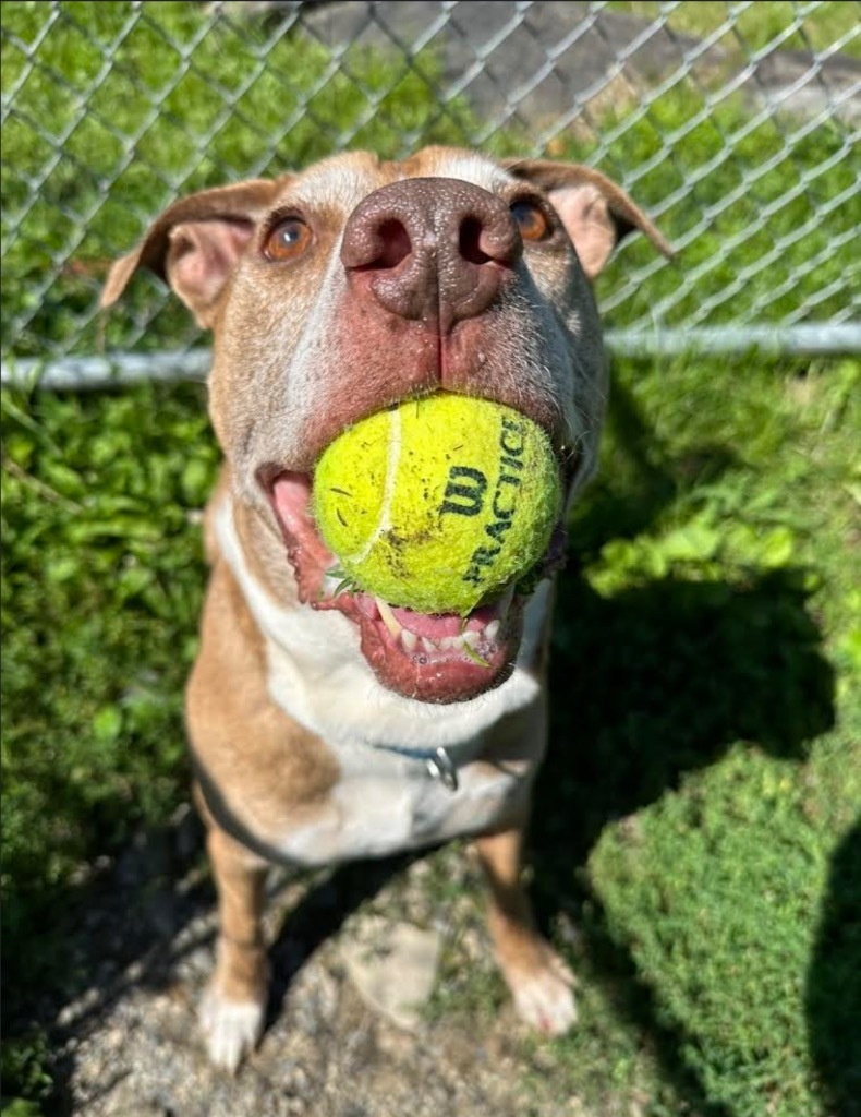 Scotty, an adoptable Pit Bull Terrier in Hyde Park, NY, 12538 | Photo Image 6