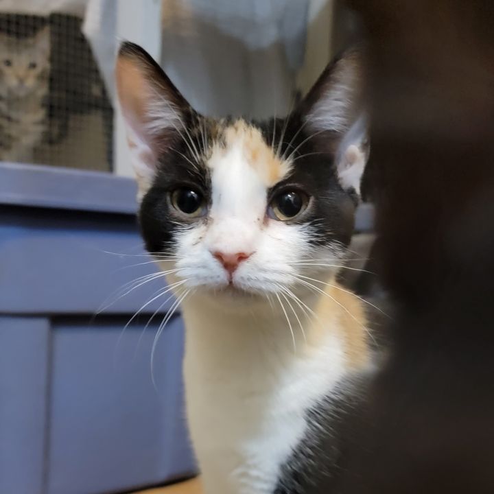 Calico cat hot sale adoption