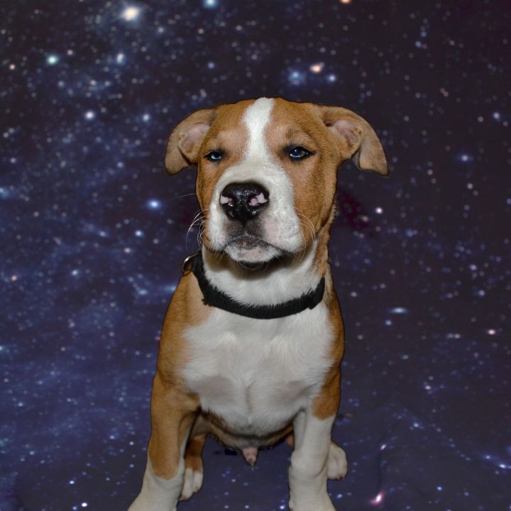 Mars, an adoptable Catahoula Leopard Dog & Pit Bull Terrier Mix in Lexington, KY_image-3