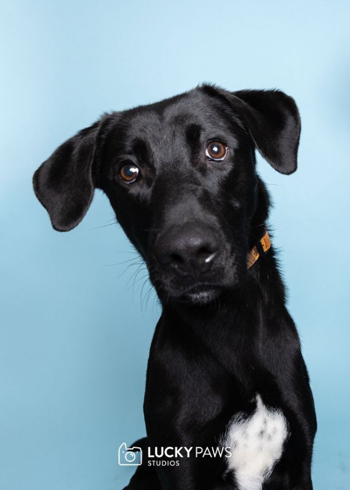 Houdini, an adoptable Retriever Mix in The Dalles, OR_image-1