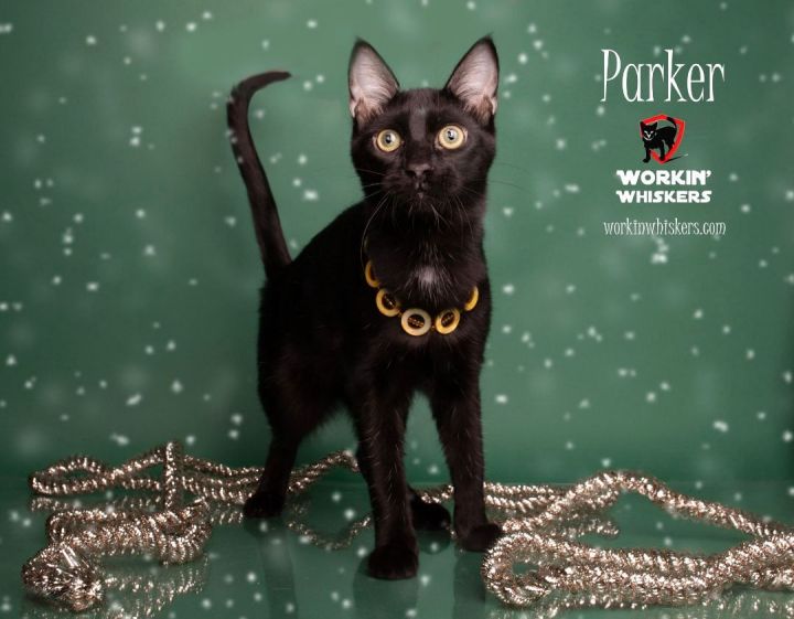 PARKER, an adopted Bombay & Domestic Short Hair Mix in Murrieta, CA_image-1