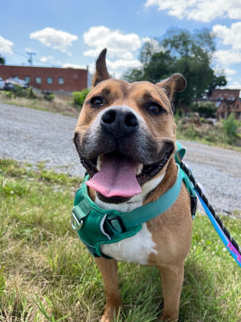 Bandit, an adoptable Pit Bull Terrier in Roanoke, VA, 24016 | Photo Image 1