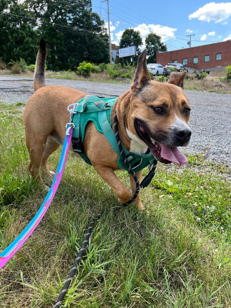 Bandit, an adoptable Pit Bull Terrier in Roanoke, VA, 24016 | Photo Image 2