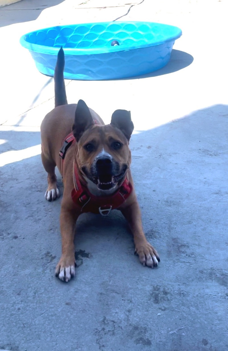 Bandit, an adoptable Pit Bull Terrier in Roanoke, VA, 24016 | Photo Image 3