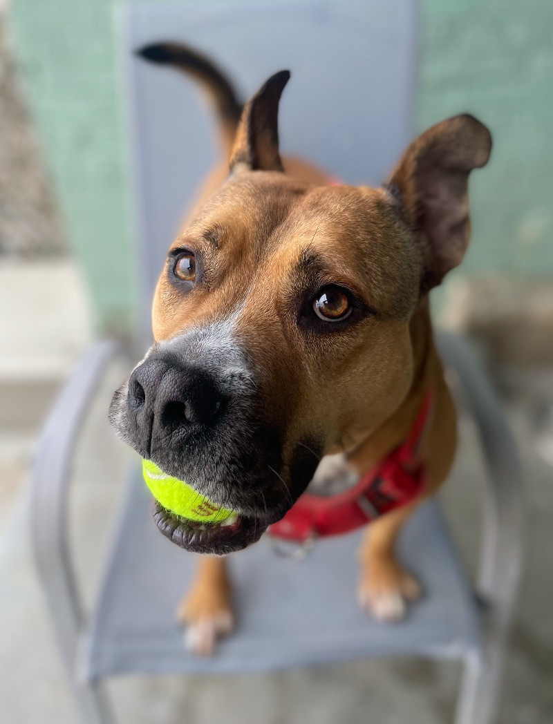 Bandit, an adoptable Pit Bull Terrier in Roanoke, VA, 24016 | Photo Image 4