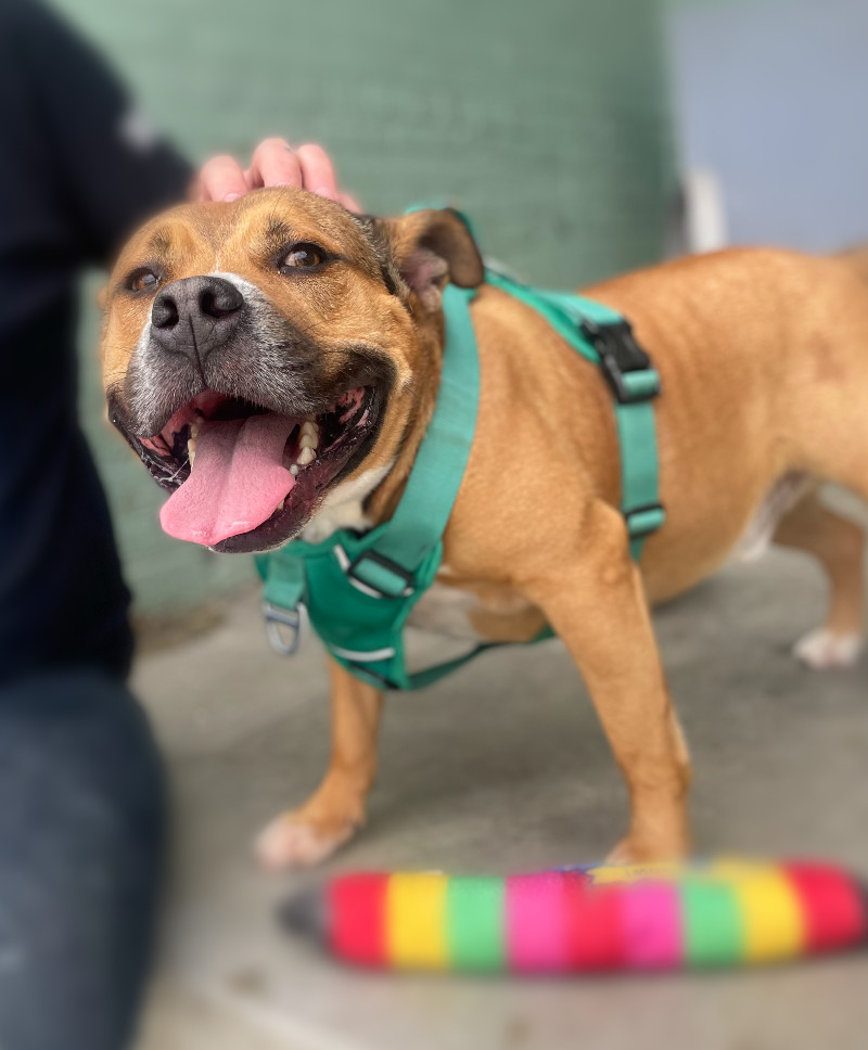 Bandit, an adoptable Pit Bull Terrier in Roanoke, VA, 24016 | Photo Image 6