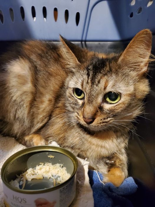 Bella, an adoptable Domestic Short Hair, Domestic Long Hair in Ocala, FL, 34475 | Photo Image 1
