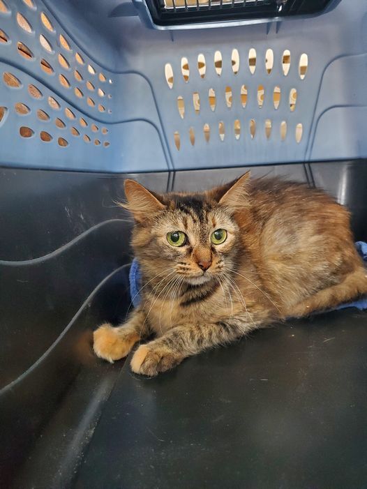 Bella, an adoptable Domestic Short Hair, Domestic Long Hair in Ocala, FL, 34475 | Photo Image 2