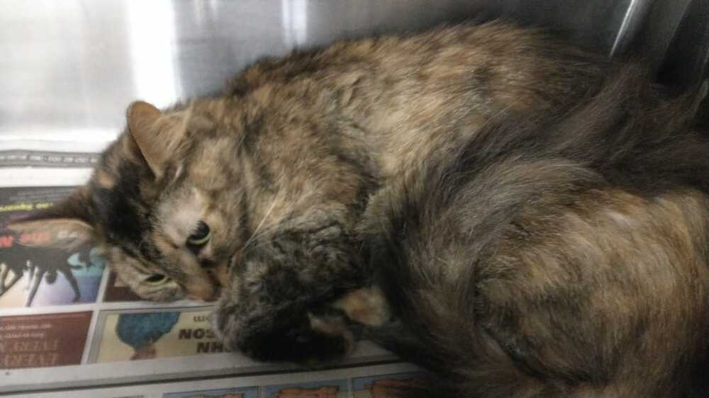 Bella, an adoptable Domestic Short Hair, Domestic Long Hair in Ocala, FL, 34475 | Photo Image 3