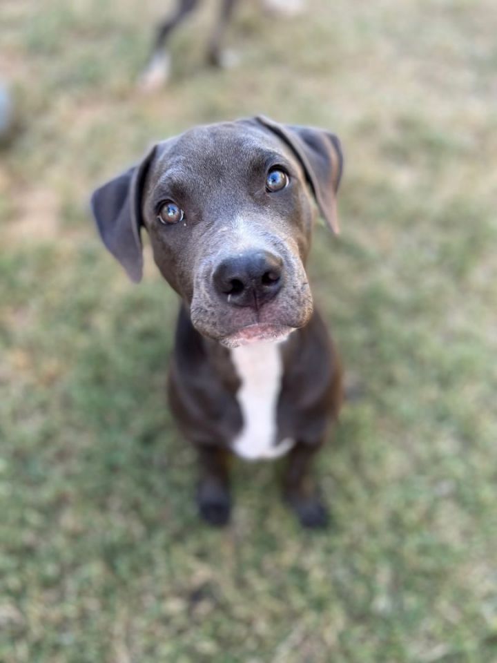 Sullivan, an adoptable Pit Bull Terrier Mix in Oklahoma City, OK_image-5
