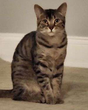 Musa Domestic Short Hair Cat