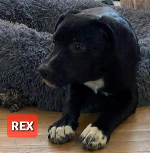 Rex, an adoptable Shepherd, Terrier in Macomb, MI, 48042 | Photo Image 1