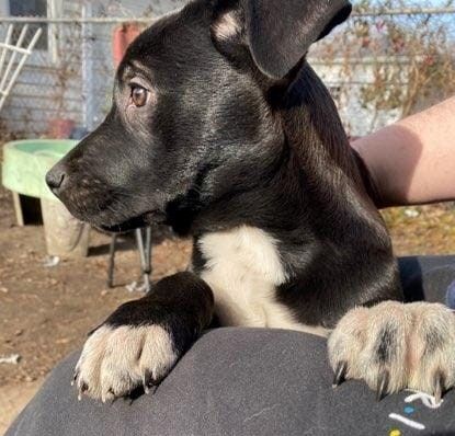 Rex, an adoptable Shepherd, Terrier in Macomb, MI, 48042 | Photo Image 3