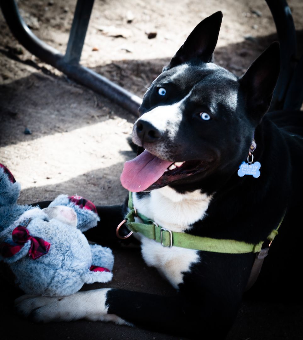 Frankie Sinatra, an adoptable Husky, Pit Bull Terrier in Pueblo, CO, 81001 | Photo Image 2