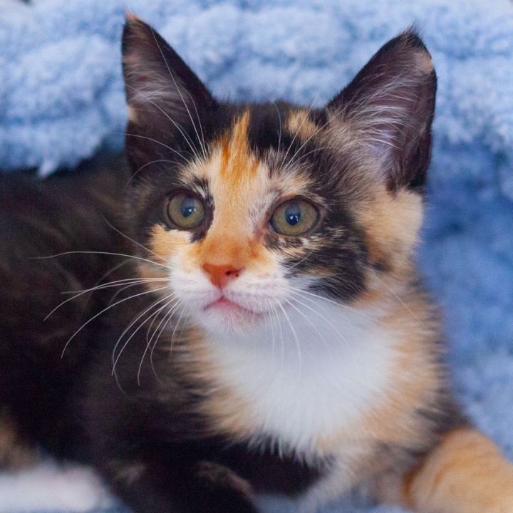 Kiona, an adopted Calico in Ponte Vedra, FL_image-1