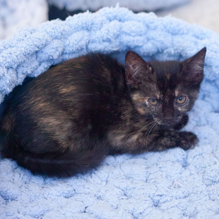 Kensleigh, an adopted Tortoiseshell in Ponte Vedra, FL_image-3