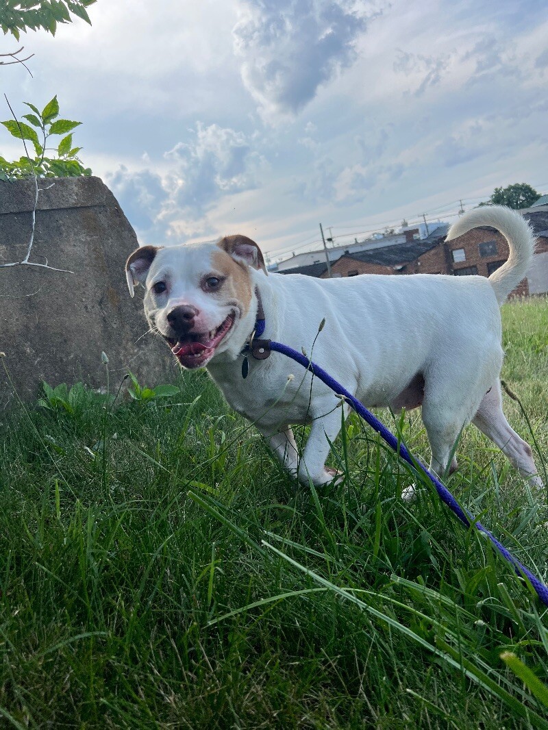 Rufus, an adoptable Boxer, Mixed Breed in Roanoke, VA, 24016 | Photo Image 1