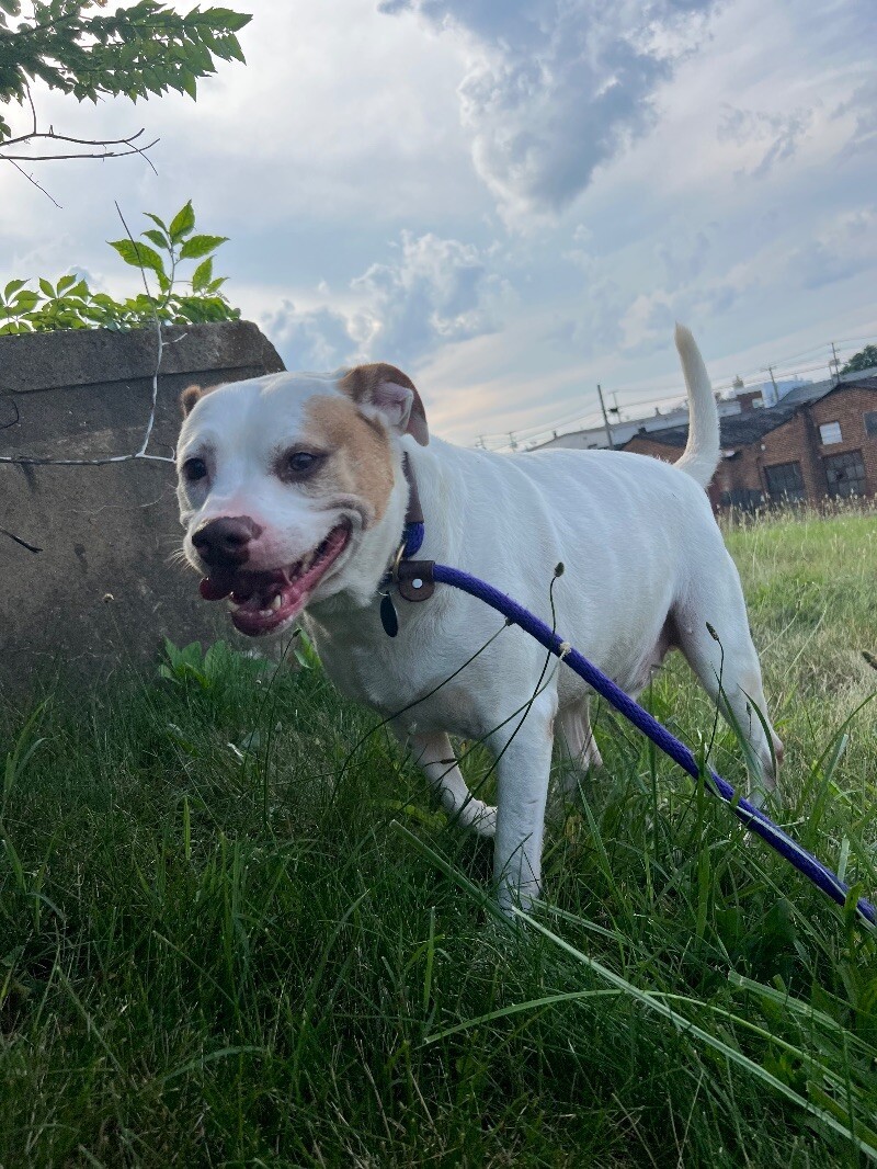 Rufus, an adoptable Boxer, Mixed Breed in Roanoke, VA, 24016 | Photo Image 2