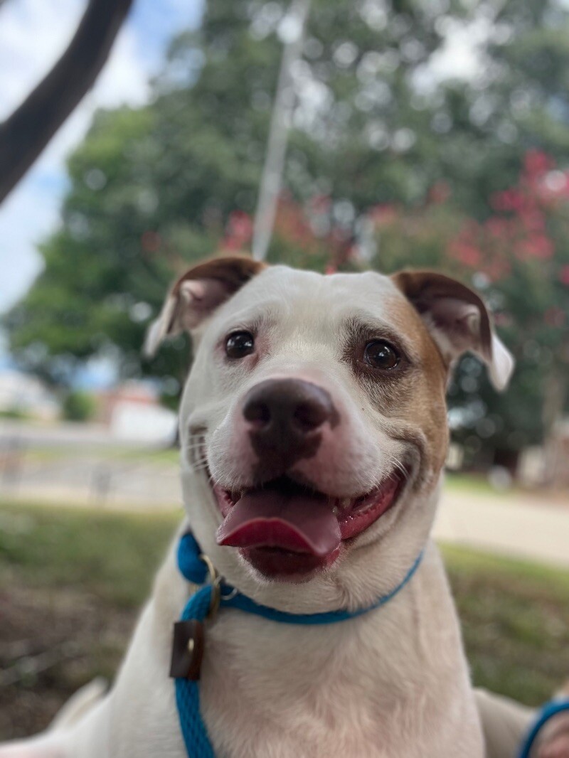 Rufus, an adoptable Boxer, Mixed Breed in Roanoke, VA, 24016 | Photo Image 3