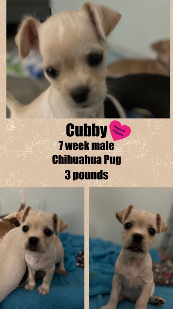 CUBBY - 7 WEEK CHIHUAHUA PUG MALE @ PETCO, 5011 EAST RAY ROAD, PHOENIX 85044 ON SATURDAY, NOVEMBER 19, 11 AM - 2 PM