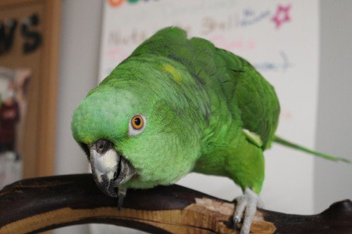 Babs, an adopted Amazon in Edgerton, WI_image-1