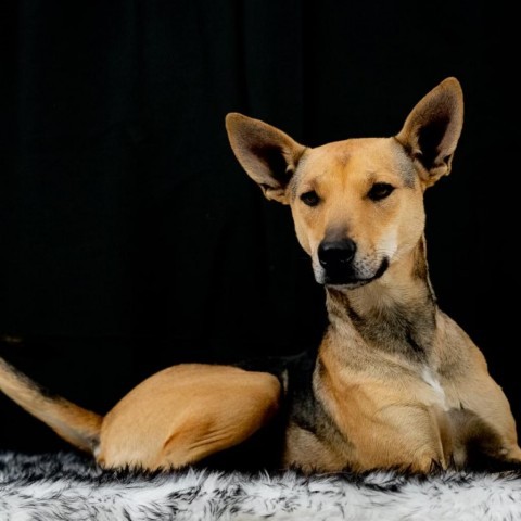 Kamille, an adoptable Basenji & Shepherd Mix in San Diego, CA_image-2