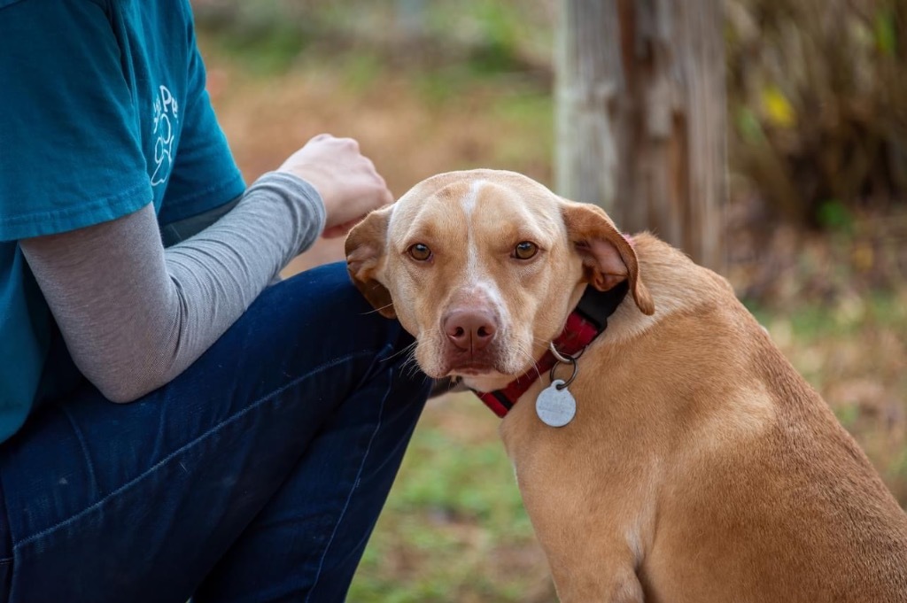 Lucy, an adoptable Labrador Retriever in Forsyth, GA, 31029 | Photo Image 2