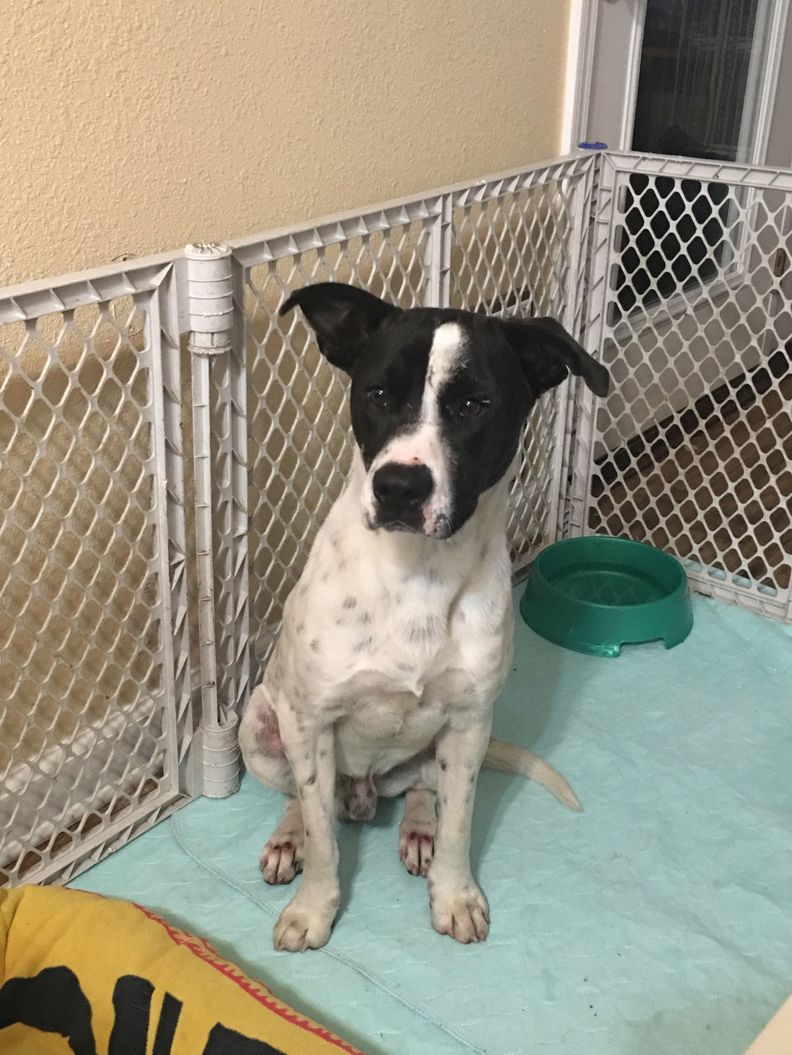 Freckles, an adoptable Labrador Retriever, Hound in Slidell, LA, 70469 | Photo Image 1